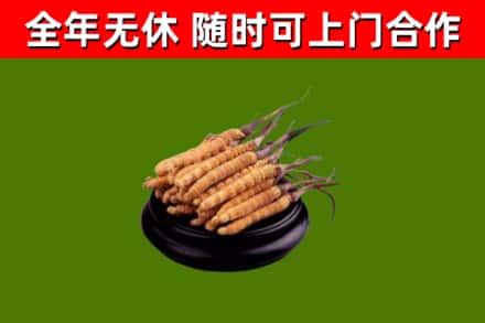 青阳烟酒回收冬虫夏草.jpg